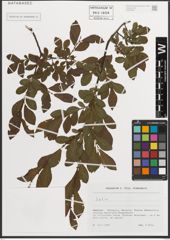 Foto von Salix L.
